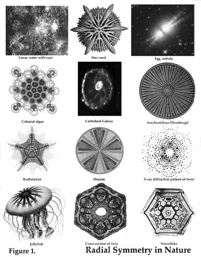 Radial Symmetry in Nature